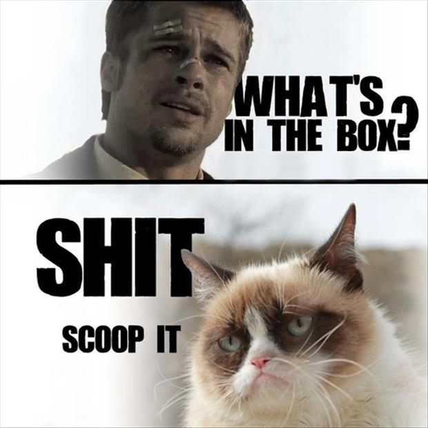 Bilder-Thread a grumpy cat meme by xxepicdorkxx-d63dkm