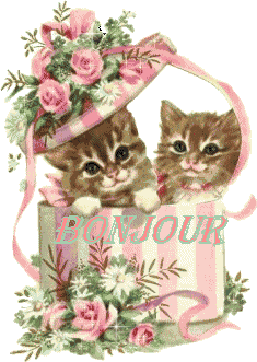 chatons-bonjour