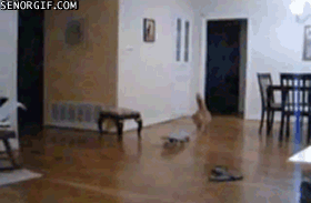 Bilder-Thread t56TCVf funny-gifs-skateboarding-cat