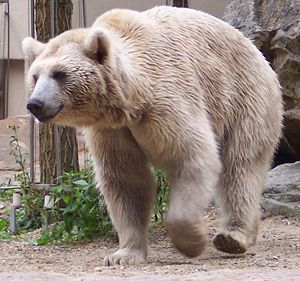 300px-Ursus arctos syriacus