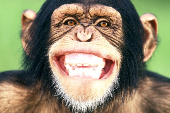 Bilder-Thread lachen-affe-DW-Wissenschaft-Muenchen