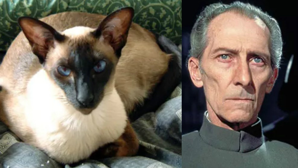 Star-Wars-cats-cast-characters-movie-act