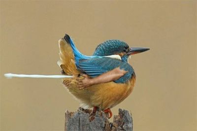 Bilder-Thread birds with arms 58