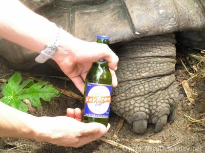 schildkroete ansatz