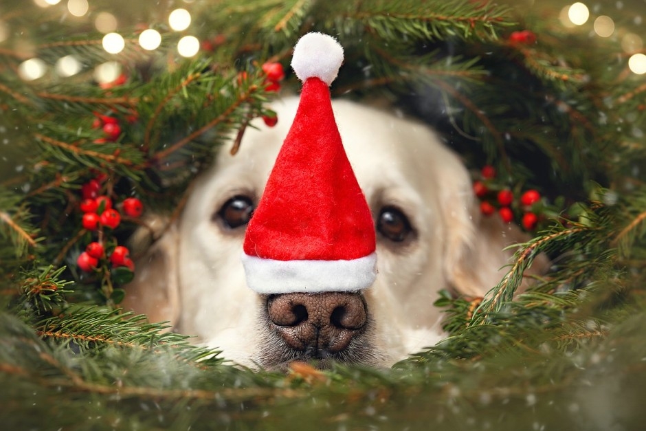 Die schönsten Tiere/Tierbilder der Welt hund-hundefotografie-weihnachten-dog-gol