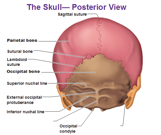 posterior view of the skull parietal bon
