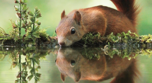 Die schönsten Tiere/Tierbilder der Welt 600-Julian-Ghahreman-Rad