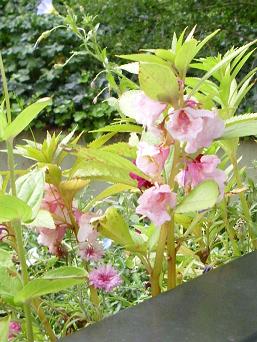 edf015 balsaminchen 2