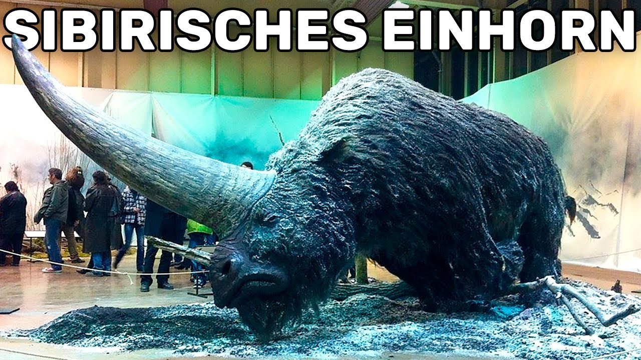 Bilder-Thread maxresdefault