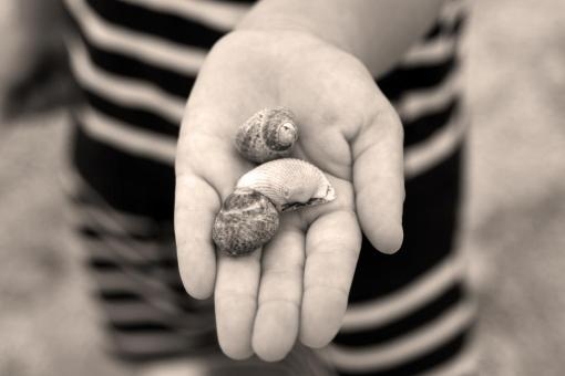 Urlaub-Hand-Muschel-muscheln-Urlaubsfoto