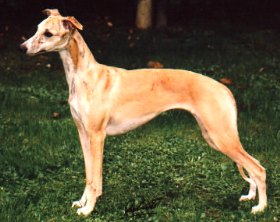 whippet