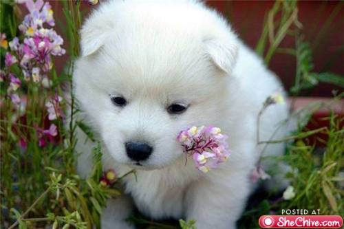 Bilder-Thread cute-dog-3