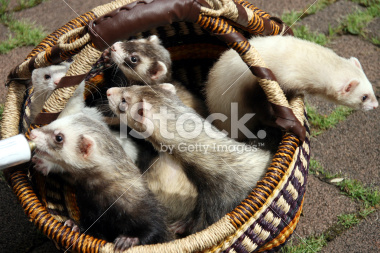 Bilder-Thread stock-photo-3839630-five-ferrets