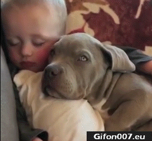 Funny-Baby-with-Dog-Sleeping-Video-Gif
