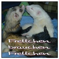 Bilder-Thread FrettchenBrauchenFrettchen