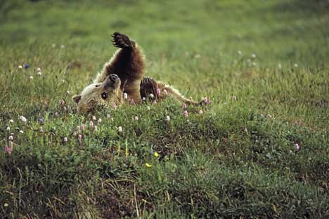 grizzlybaer-in-blumenwiese 7846