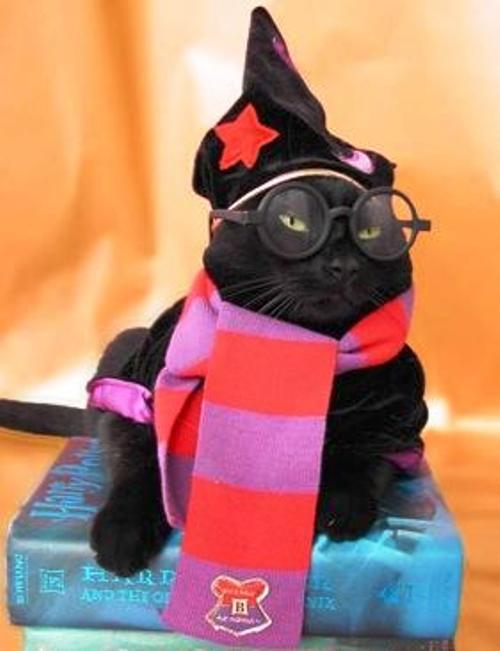 15 hilarious cats in costumes kitty pott