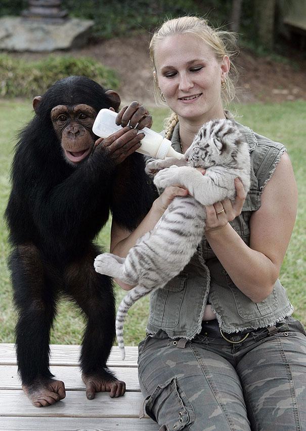Bilder-Thread unusual-animal-friendship-15-3