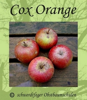 CoxOrange