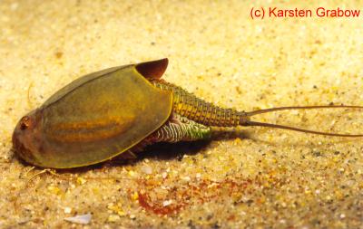 triops cancriformis