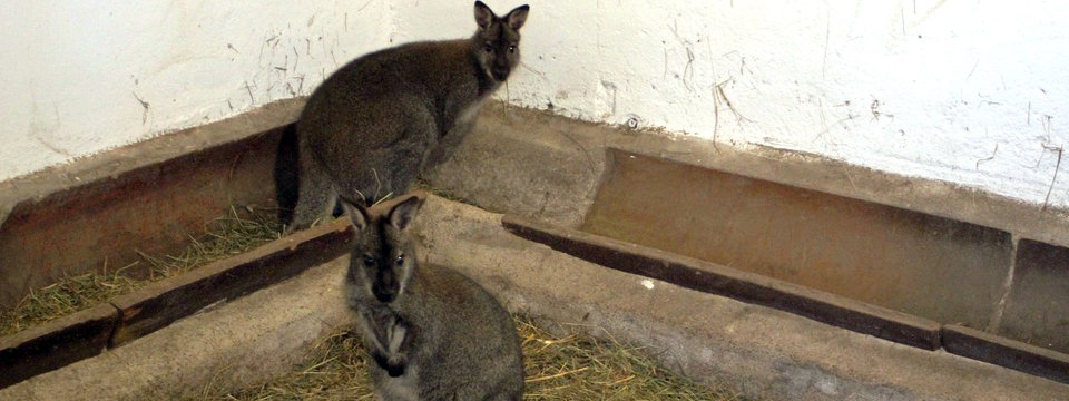 kaengurus-tierpark-weisswasser-100-resim