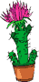 kaktus2