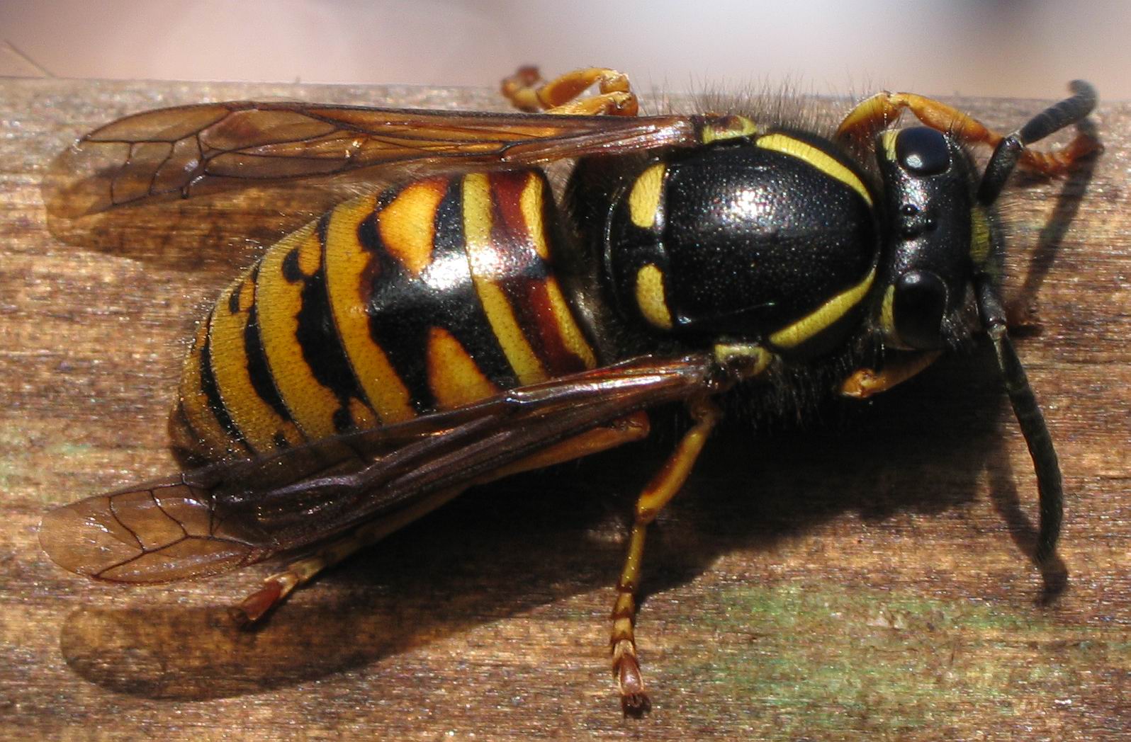 Bilder-Thread t5AZXBS vespula rufa queen