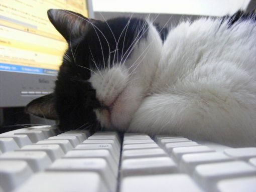 Katze-Ruhe-Schlaf-Tastatur-schlafende-ka