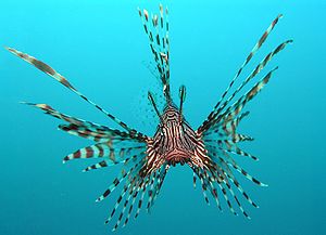 300px-Pterois volitans Manado-e