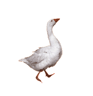 gans