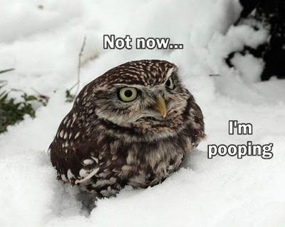 Bilder-Thread funny-owl-image-08