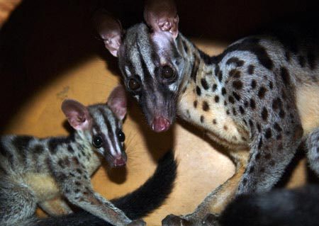 civet-albino-cat