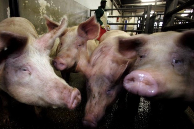 US-Farmer-von-eigenen-Schweinen-gefresse