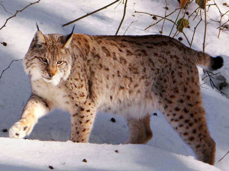 luchs im schnee aa 5 2web