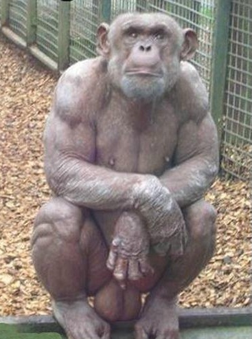 shaved-chimp