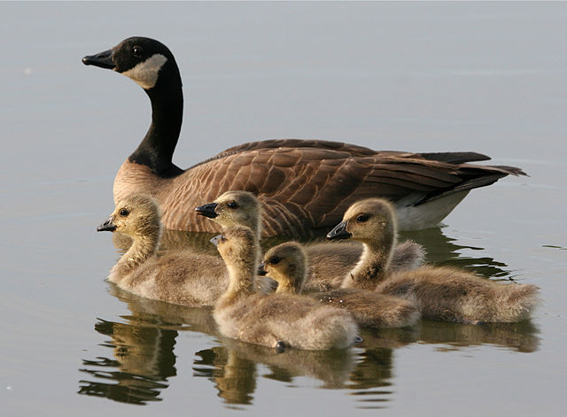 640px Branta canadensis1