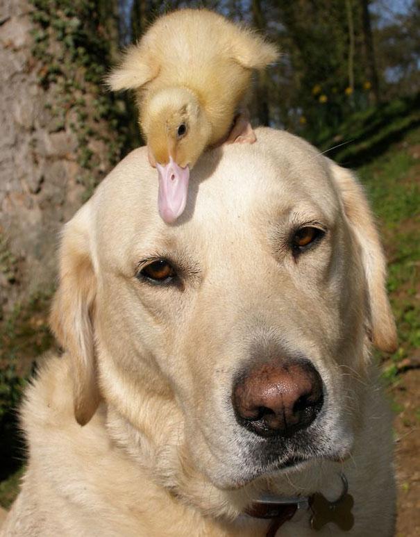 Bilder-Thread unusual-animal-friendship-4-1
