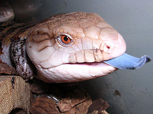 300px Blue tongued skink