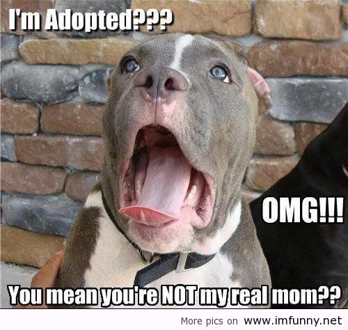 Bilder-Thread funny-adopted-dog