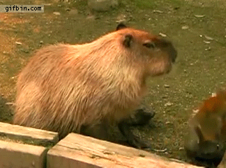 monkey-punches-capybara-in-the-nose