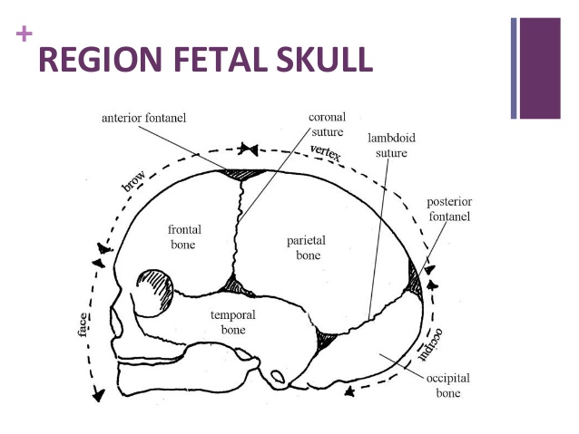 fetal-skull-23-638.jpgcb1454830745