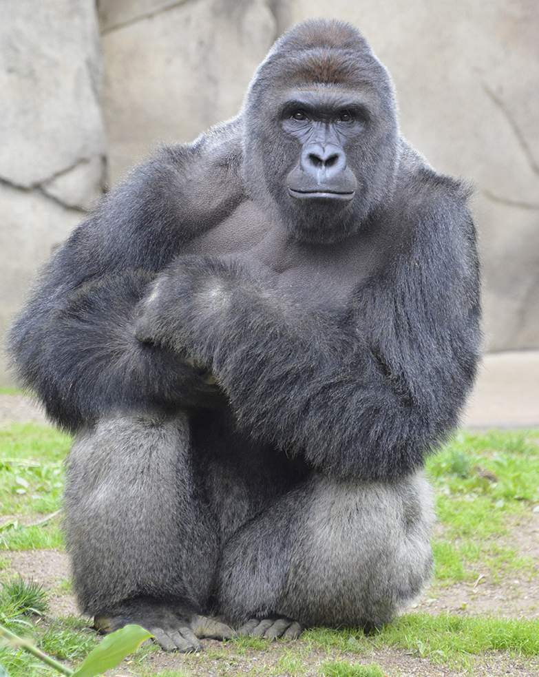 harambe 22