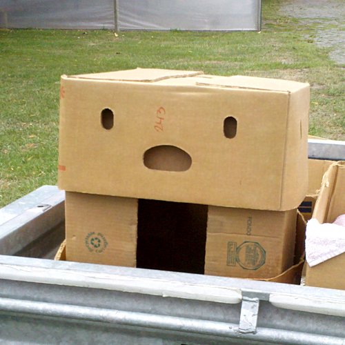 Box-pareidolia