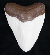 white chocolate megalodon shark tooth.jp