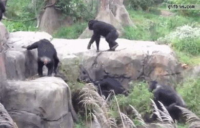 Fumos miese Spelunke 1351791937 chimp tosses raccoon