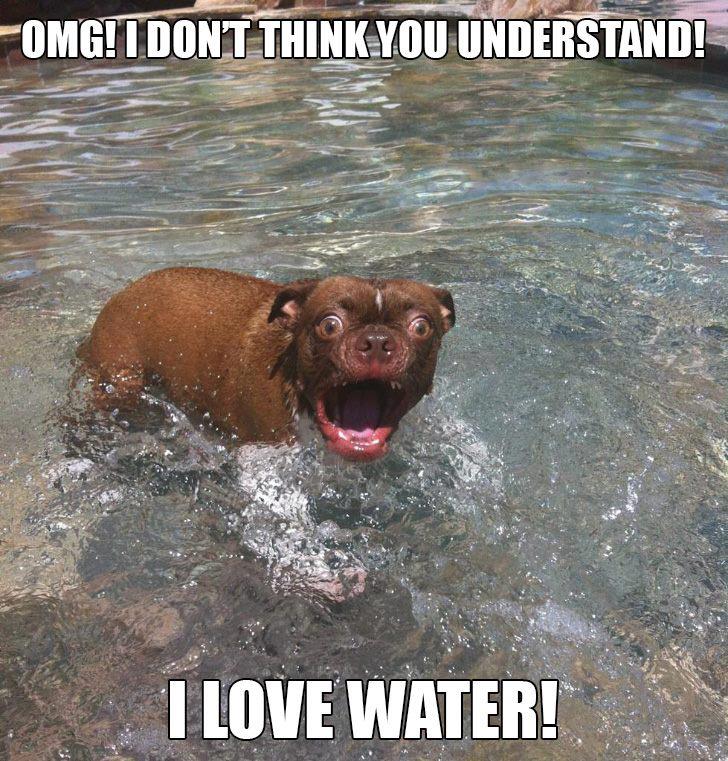 Bilder-Thread Funny-dog-I-love-water