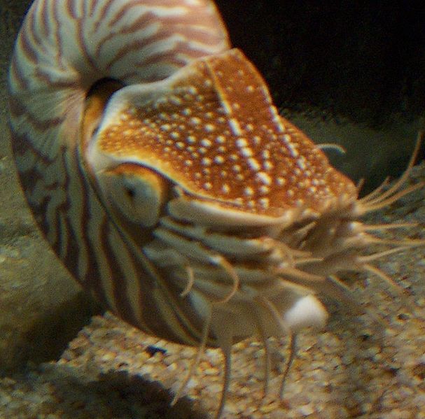 Chambered Nautilus