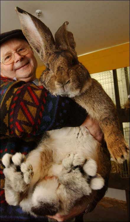 big-bunny