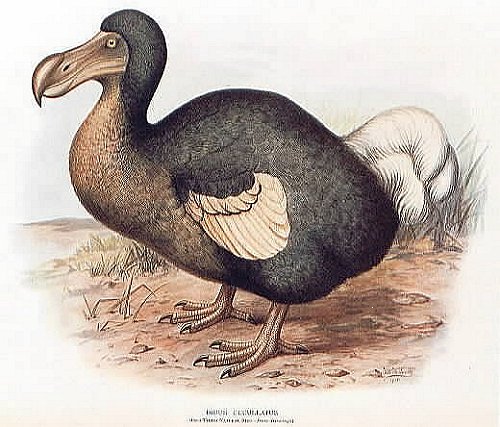 Dodo1