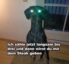 Bilder-Thread a49d08 hund steaks